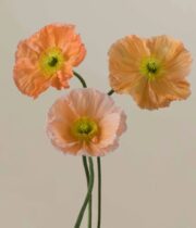 Poppy, Import-peach