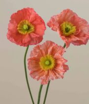 Poppy, Import-salmon