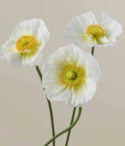 Poppy, Import-white