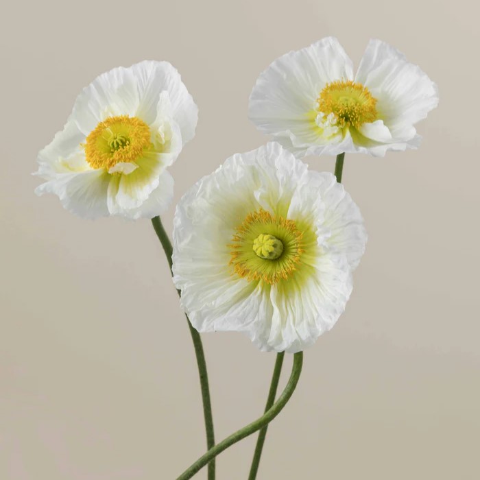 Poppy Import White
