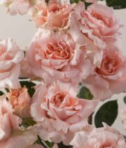 Rose Spray, Be Loving-SA