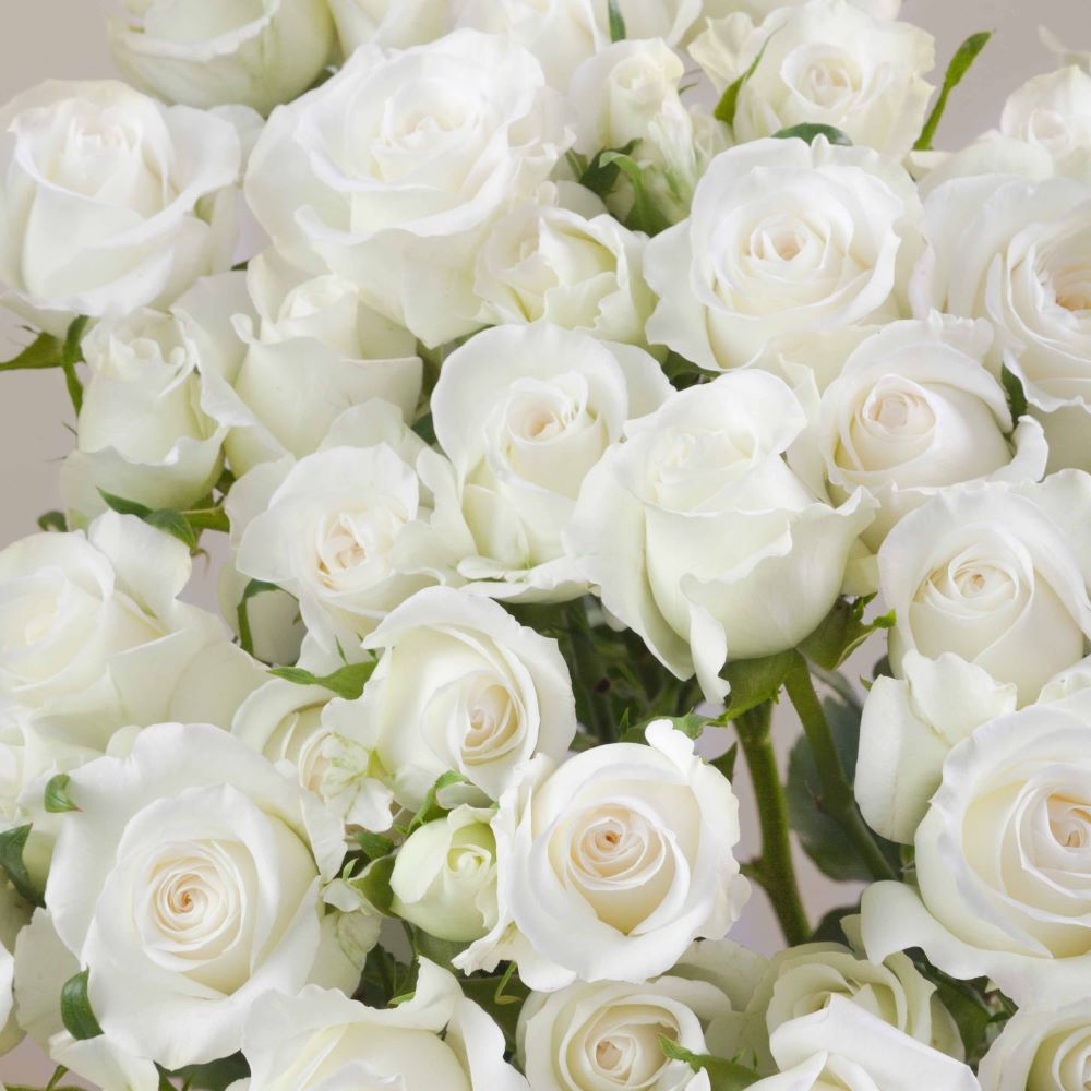 Shining Star spray roses