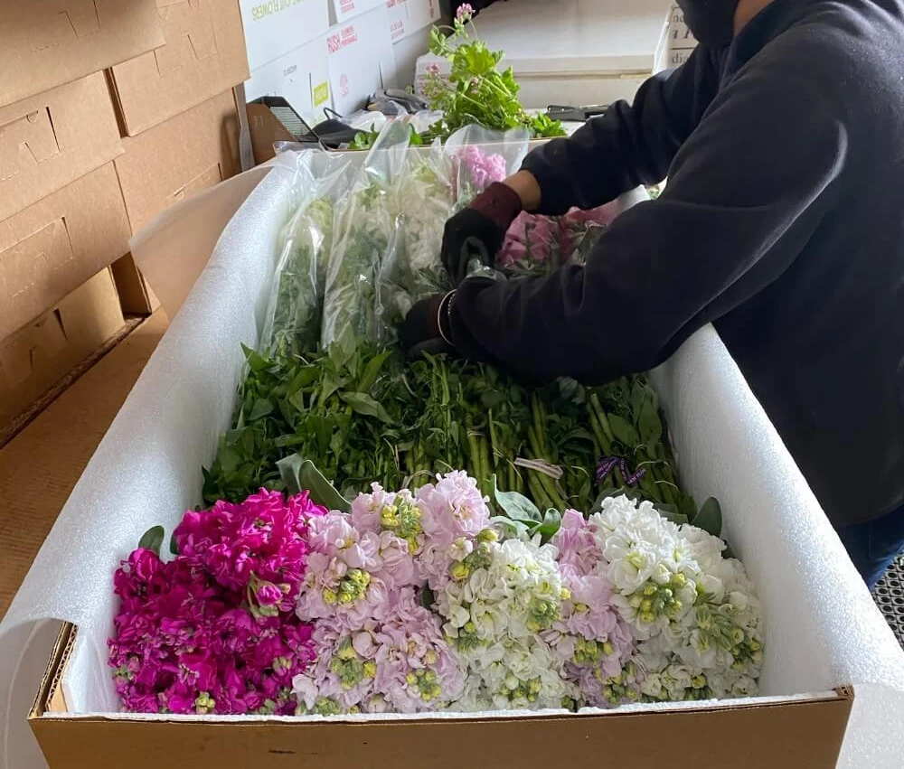 Florist packing wholesale flower orders early for Valentine’s week