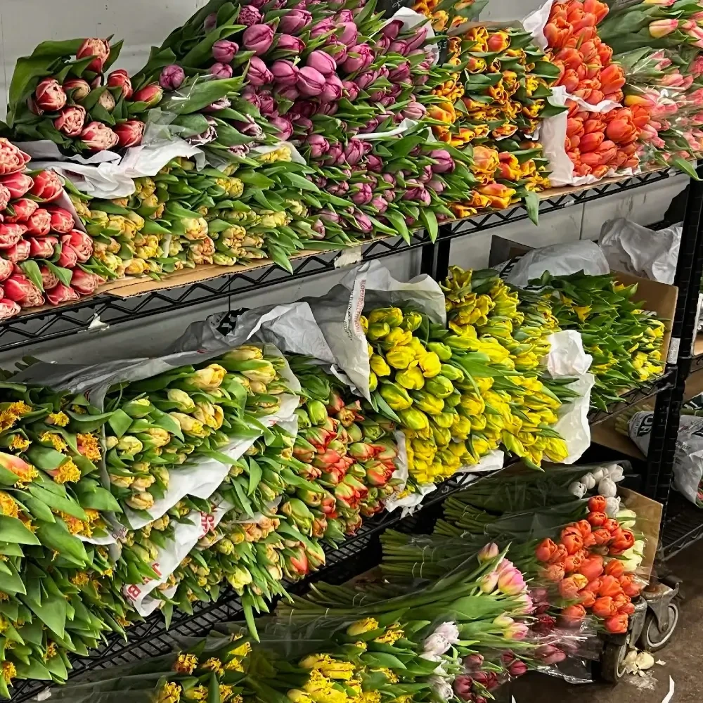 Wholesale tulip bunches organized on cooler shelves for Valentine’s week