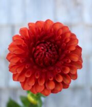 Dahlia Tuber, Brown Sugar