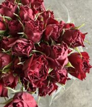 Rose Spray, Hot Desire-SA