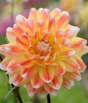Dahlia Tuber, Peaches and Cream