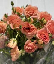 Ranunculus, Butterfly Eris-peach