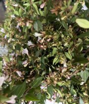 Abelia Grandiflora-white