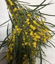 Acacia, Flowering