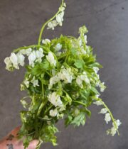 Bleeding Heart-white