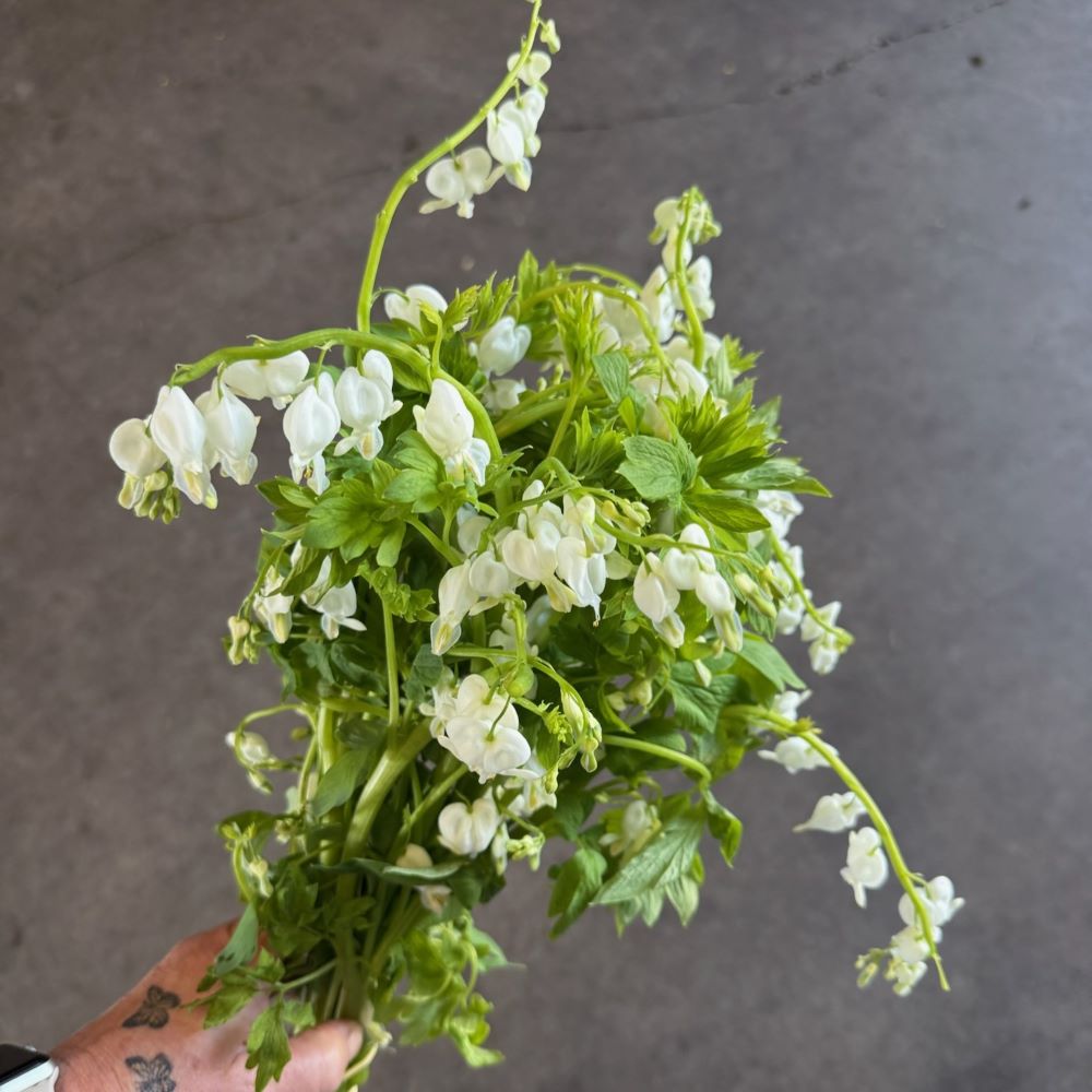 Bleeding Heart white