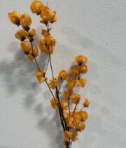 Dried Bougainvillea-orange