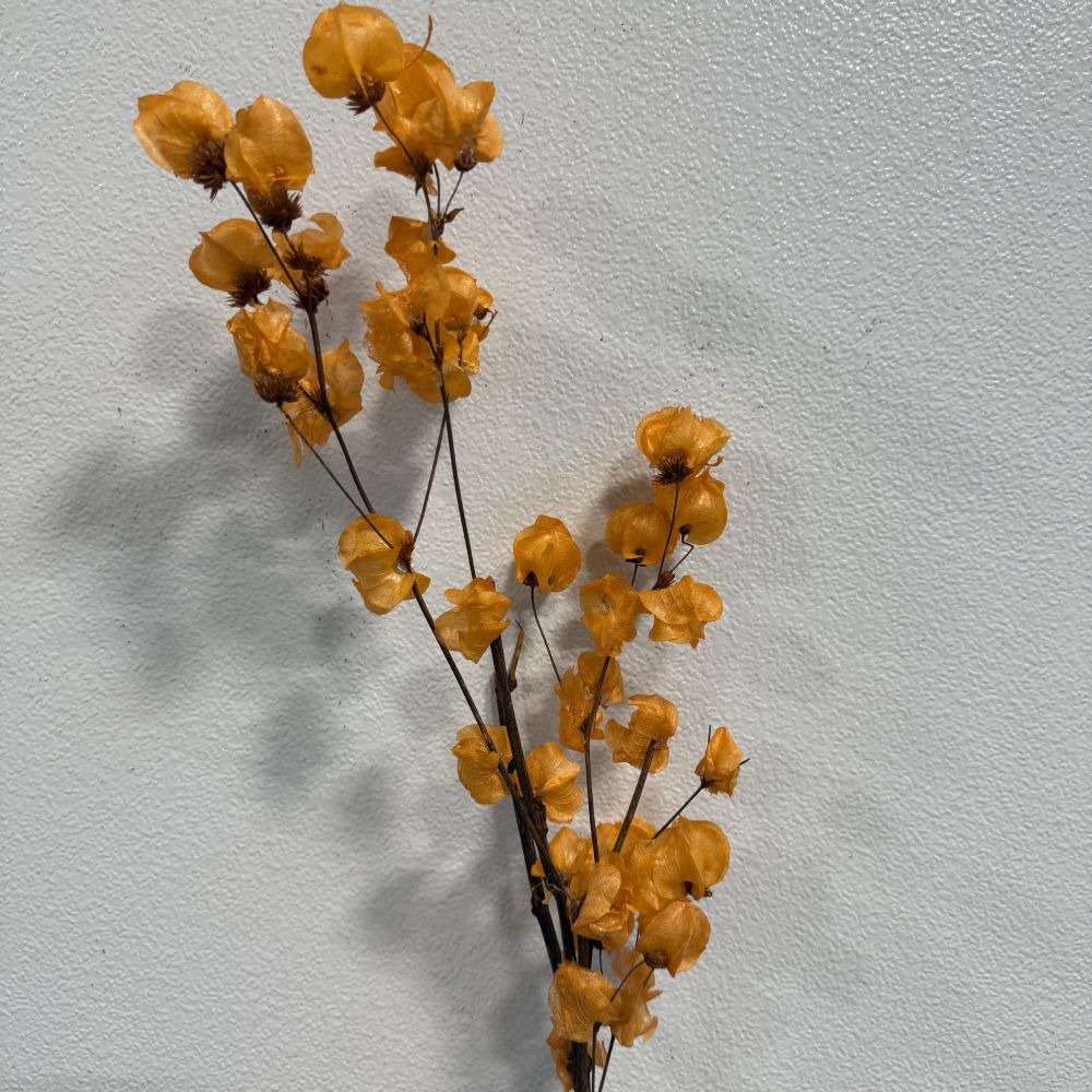 Bougainvillea Dried Orange