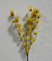 Dried Bougainvillea-yellow