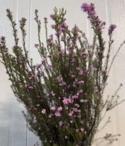 Breath of Heaven-pink