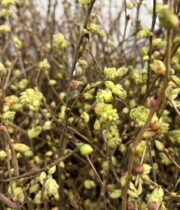 Corylopsis