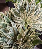 Fatsia Leaves-spider