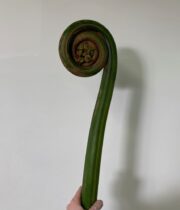 Fern Curls, Jumbo-green