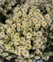 Feverfew, Orinoco-cream