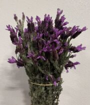 Lavender, Spanish