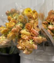 Ranunculus, Butterfly Vestalis-pink/salmon