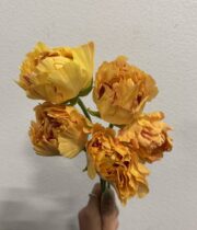 Ranunculus, Japanese, Charlotte-beige