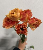 Ranunculus, Japanese, Charlotte-orange