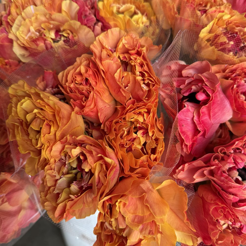 Ranunculus Japanese Charlotte orange 2