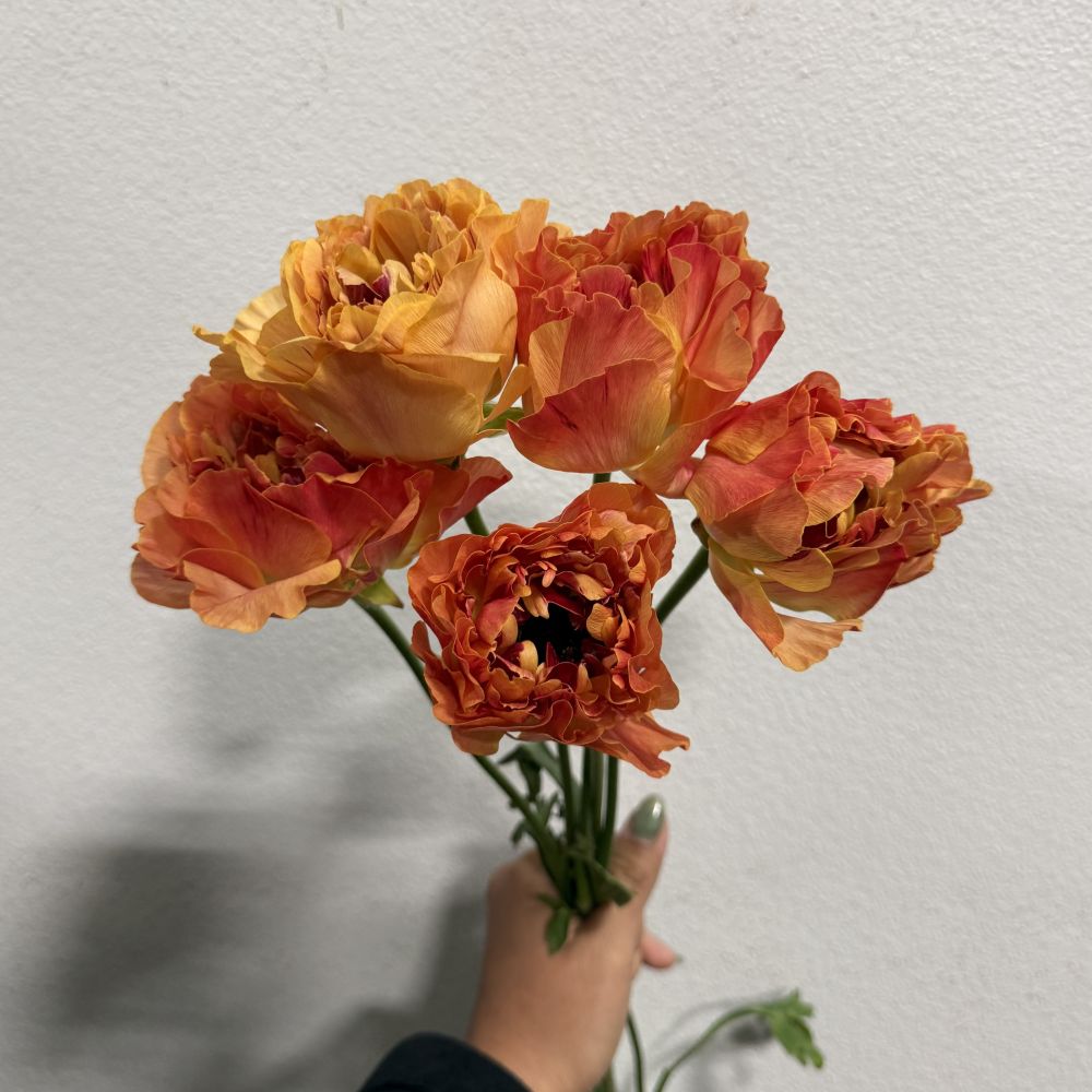 Ranunculus Japanese Charlotte orange