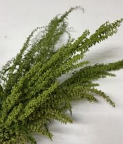 Rumex Crispus Unicorn-green