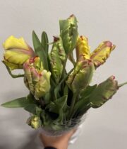 Tulips, French-Flaming Parrot