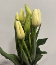 Tulips, French-cream
