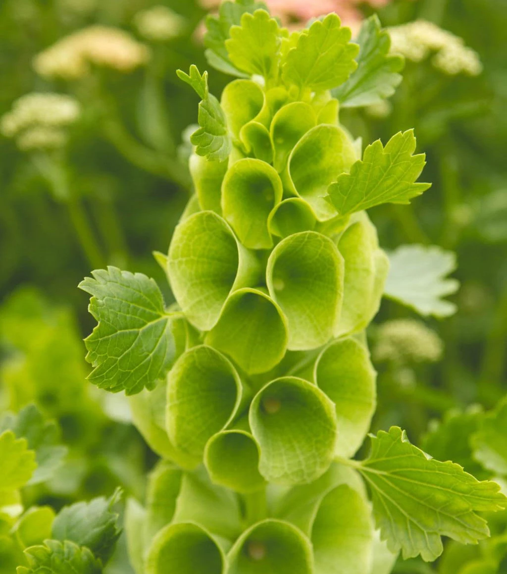 Close up of Bells of Ireland flower showing layered green bell shaped blooms on tall stem