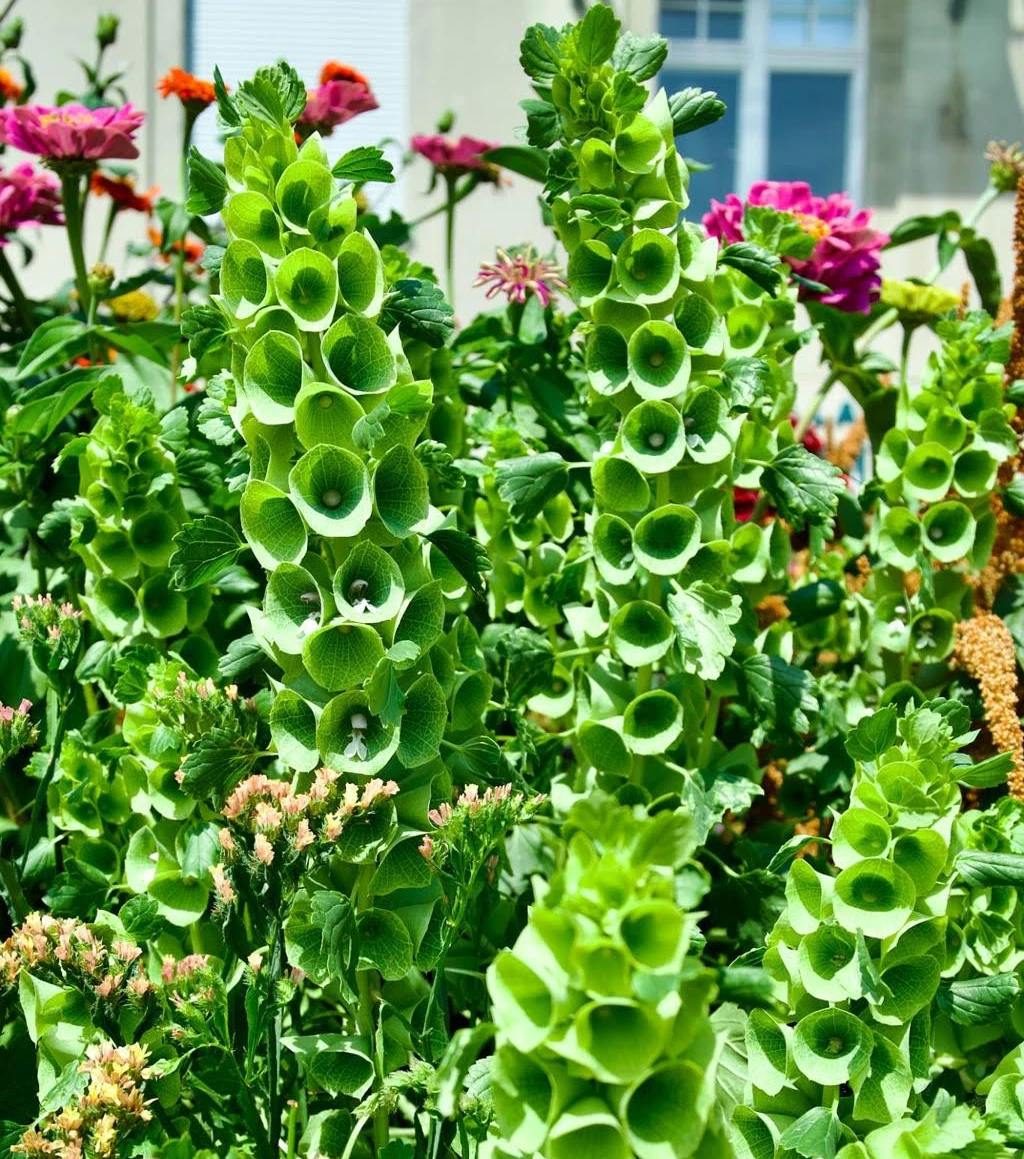 Bells of Ireland flowers growing in a garden with tall green flower spikes and bell shaped blooms