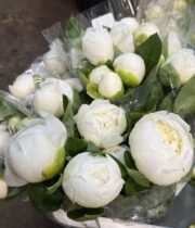 Peony, Bridal Shower-white