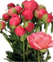 Peony, Coral Sunset-salmon