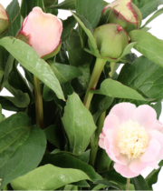 Peony, Fairy Petticoat-peach/pink