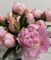 Peony, Fairy Petticoat-peach/pink