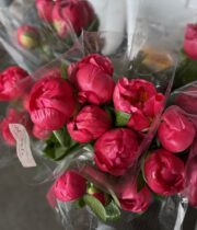 Peony, Flame-hot pink/red