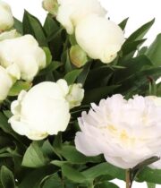 Peony, Madame Claude Tain-white