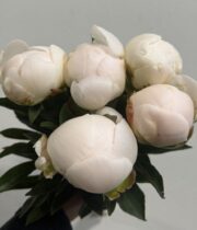 Peony, Madame Claude Tain-white