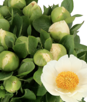 Peony, Moonrise-cream