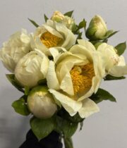 Peony, Moonrise-cream