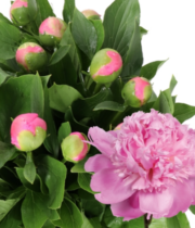 Peony, Mr Jules Elie-pink