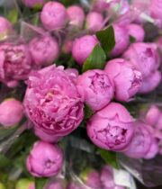 Peony, Mr Jules Elie-pink