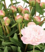 Peony, Pecher-light pink
