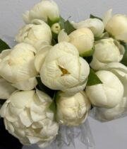 Peony, Prairie Moon-cream