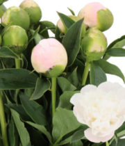Peony, Princess Bride-white