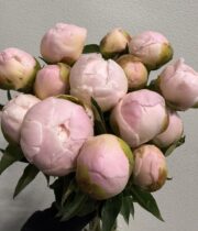 Peony, Princess Bride-white